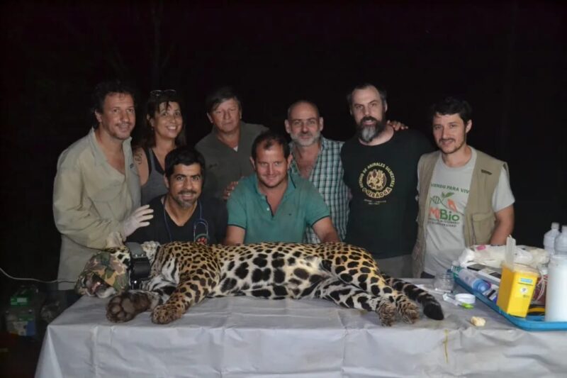 Puerto Península, Andresito | Capturan a un yaguareté para su monitoreo WhatsApp Image 20 - 1
