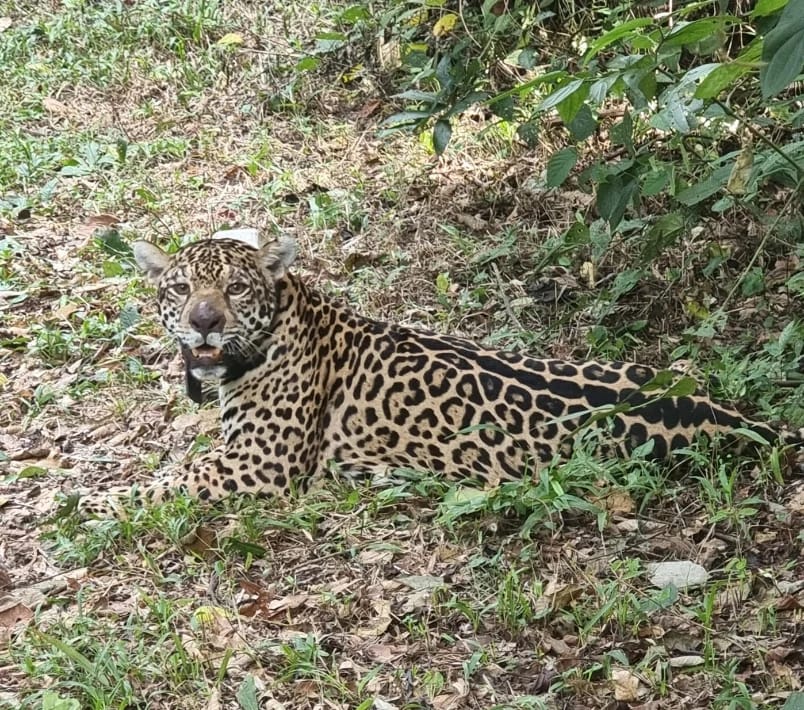 Puerto Península, Andresito | Capturan a un yaguareté para su monitoreo 3 WhatsApp Image 2024 - 2
