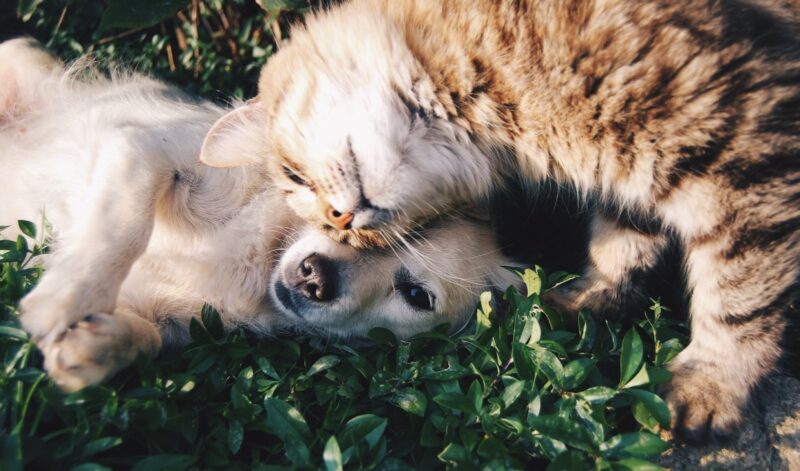 lluvia: perros y gatos