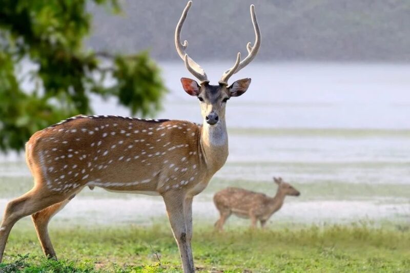 Disputa judicial por el control de especies exóticas en Misiones | Cazadores vs. Ambientalistas Cazadores vs. Ambientalistas