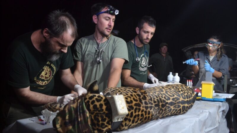 Misiones | Kunumí, la hembra de yaguareté capturada para monitoreo en la península de Andresito fue reintegrada a su hábitat natural Yaguareté