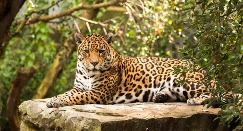 Misiones | Kunumí, la hembra de yaguareté capturada para monitoreo en la península de Andresito fue reintegrada a su hábitat natural 2 WhatsApp Image 2024 04 23 at 09.34.41 - 1