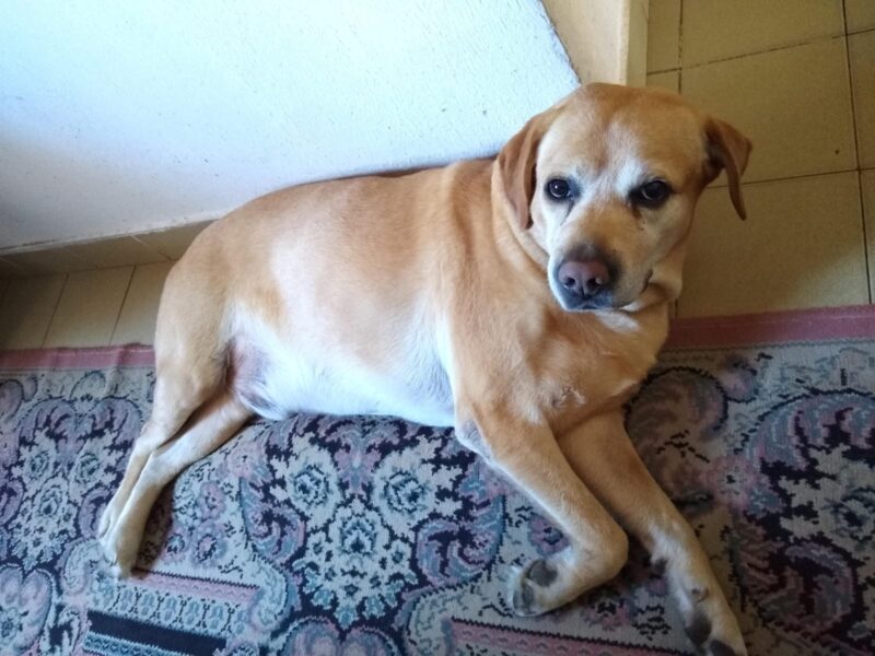 Día del Animal | Perros y gatos relajan la angustia, reducen la percepción del dolor físico y emocional y desarrollan las capacidades cognitivas 5 WhatsApp Image 2024 04 29 at 10.00.27 AM 1 2 - 4