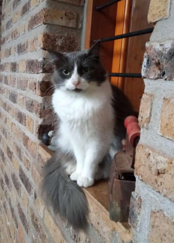 Día del Animal | Perros y gatos relajan la angustia, reducen la percepción del dolor físico y emocional y desarrollan las capacidades cognitivas 23 WhatsApp Image 2024 04 29 at 11.07.02 AM - 22