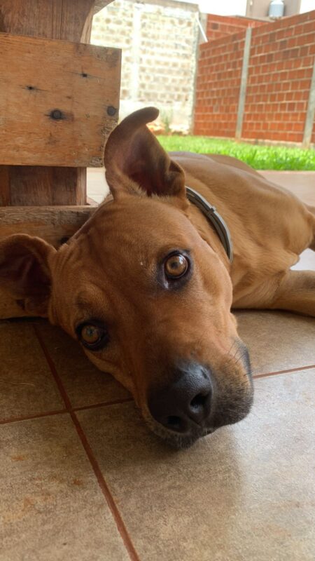 Día del Animal | Perros y gatos relajan la angustia, reducen la percepción del dolor físico y emocional y desarrollan las capacidades cognitivas 3 WhatsApp Image 2024 04 29 at 11.19.05 AM - 2