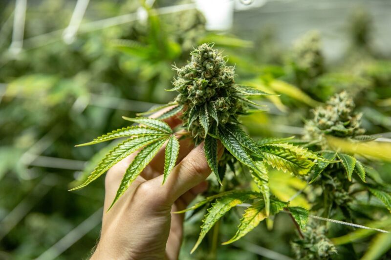 Operativo antidrogas en Posadas: secuestran marihuana lista para la venta 5 cannabis el grito del sur 1 - 4