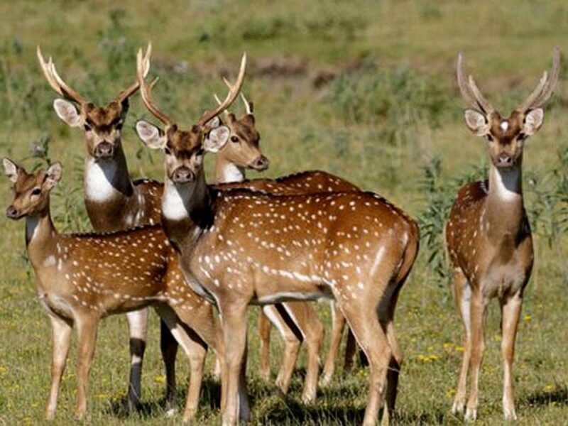 Ecología | La justicia misionera dio curso al pedido de los cazadores con respecto a los Ciervos axis 6 ciervoos 1 - 5