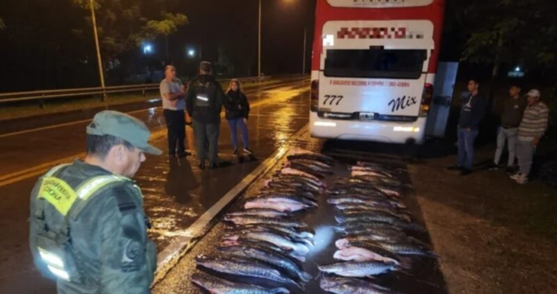 Corrientes | Gendarmería Nacional secuestró 58 surubíes y un dorado transportados en un colectivo contrabando 1 - 8