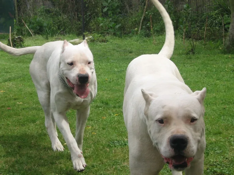 Suboficial retirado de la Policía de Misiones murió esta mañana tras ser atacado por dos pitbulls en Campo Viera ima - 1