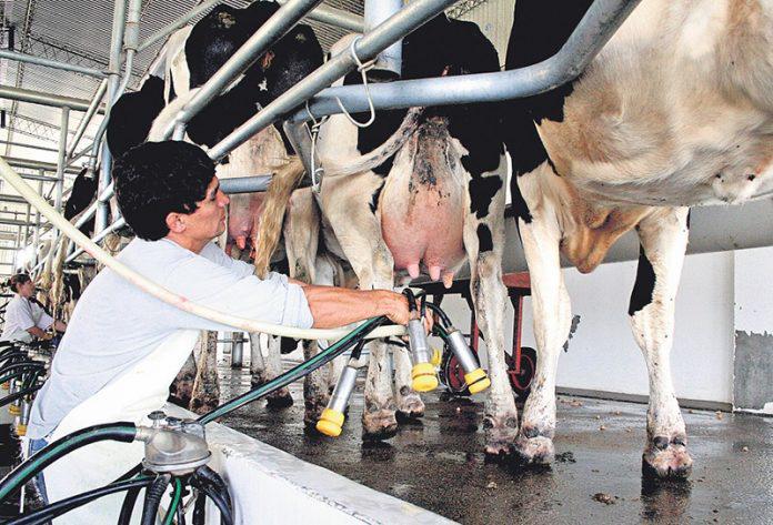 Sector lechero brasileño busca frenar importaciones de leche argentina: movilización y medidas en curso multimedia.normal.b915d3e29118d5bb.54616d626f2d50726f644c656368652d363936783437335f6e6f726d616c2e6a7067 - 4