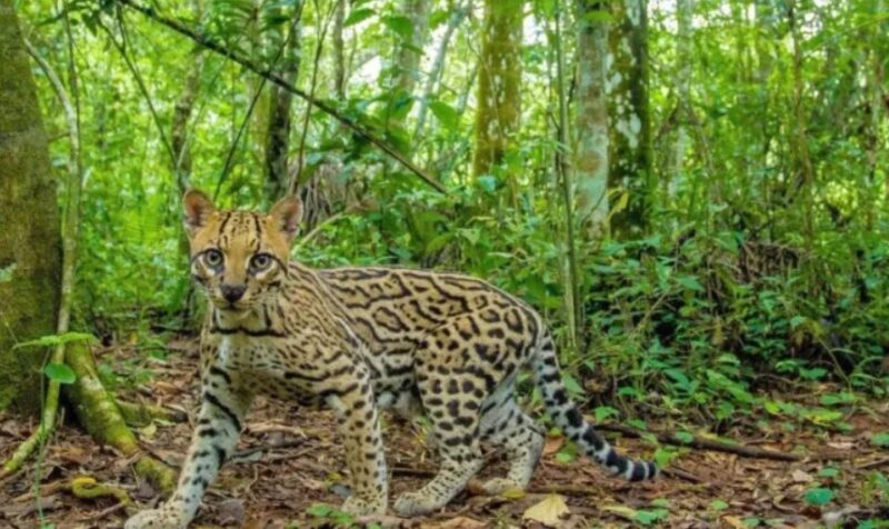 "La idea de Gaia nos ayuda a entender varios fenómenos de la naturaleza, pero también nos ayuda a entender que nosotros somos naturaleza"