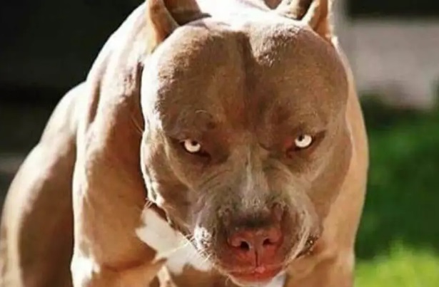 Muerte de personas por ataque de perros | Qué ordenanzas hay vigentes en Posadas pitbulls - 5