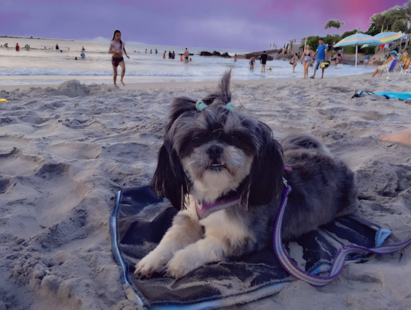 Día del Animal | Perros y gatos relajan la angustia, reducen la percepción del dolor físico y emocional y desarrollan las capacidades cognitivas snapedit 1714401758630 - 7