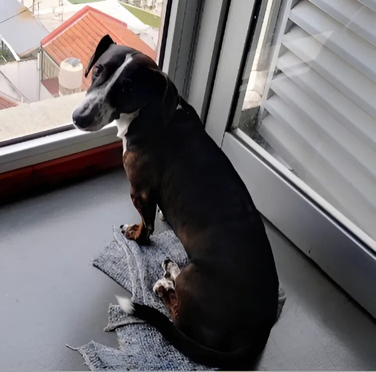 Día del Animal | Perros y gatos relajan la angustia, reducen la percepción del dolor físico y emocional y desarrollan las capacidades cognitivas 21 snapedit 1714402082357 1 - 20