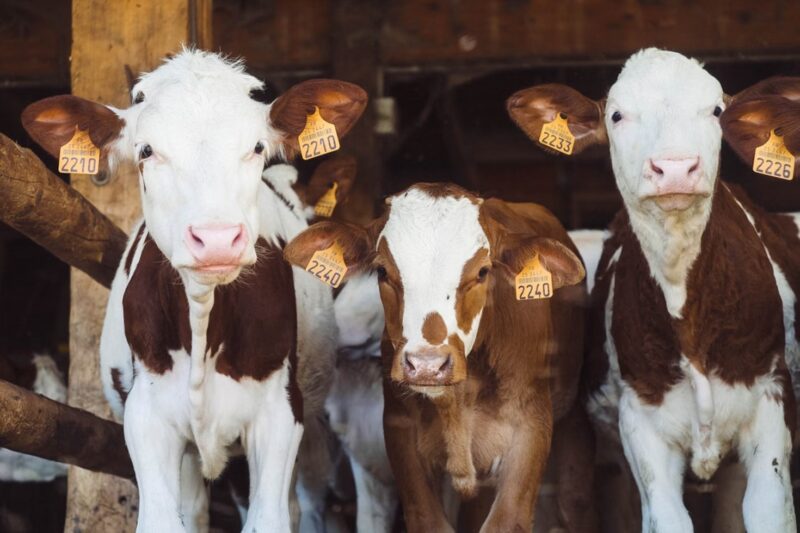 El Gobierno autorizó la importación de vacunas bivalentes contra la fiebre aftosa para el ganado 5 vacas 3 - 4