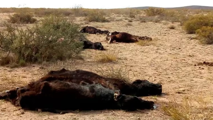 Ganadería | Productores denuncian que 5400 animales murieron por la sequía extrema en La Pampa 3 vacas - 2