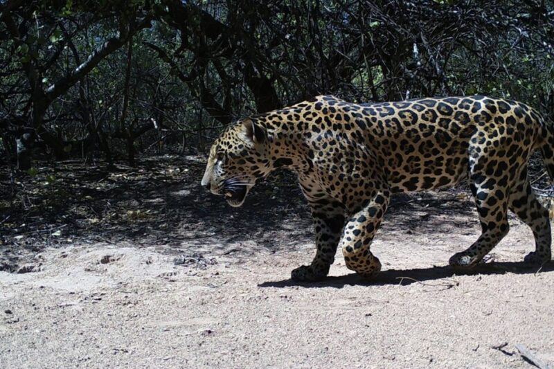 Encontraron un nuevo yaguareté en la Reserva Natural Formosa 837172 pagina 2012 20 287 29 0 - 6