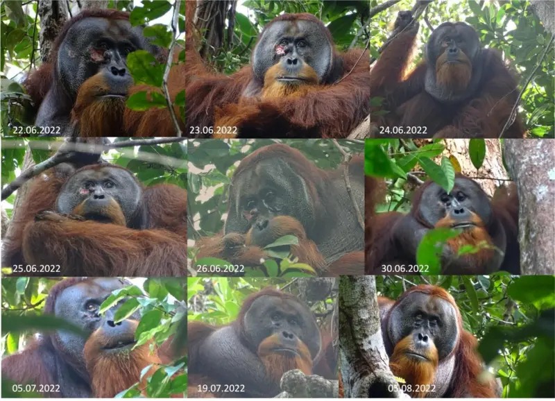 Inteligencia natural | Un orangután utilizó hierbas para sanar una herida 6 WhatsApp Image 2024 05 03 at 17.23.26 1 - 5