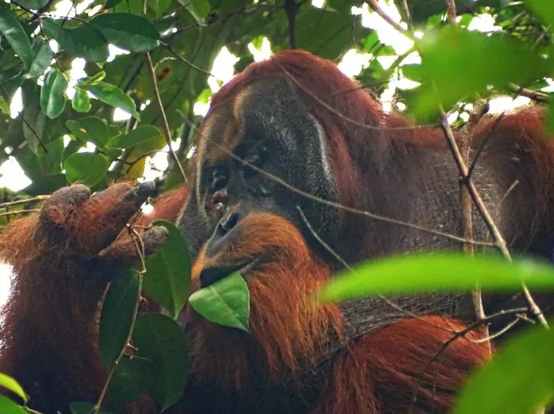 Inteligencia natural | Un orangután utilizó hierbas para sanar una herida 4 WhatsApp Image 2024 05 03 at 17.29.19 - 3