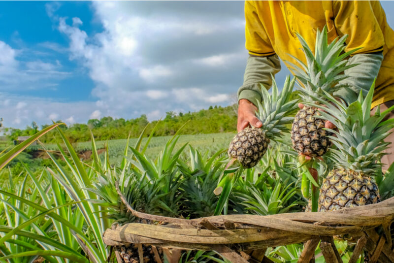 Corrientes | Colonia Liebig busca diversificar su producción con ananá y capacitaciones 4 anana 1 - 3