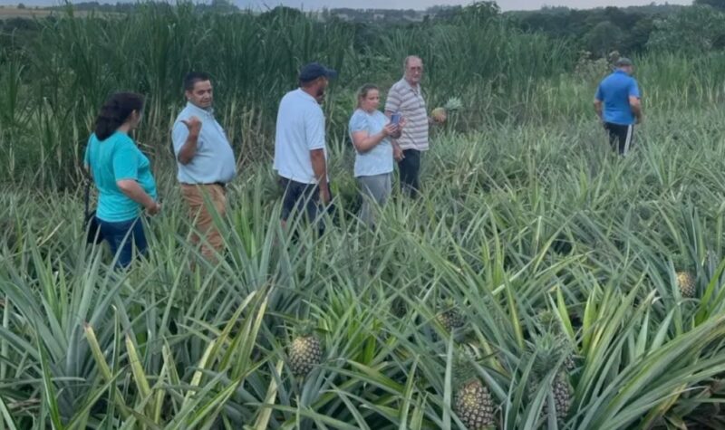 ananas - 9