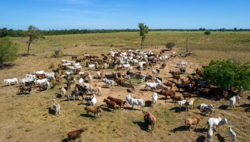 Paraguay | Se expande el mercado internacional de carne con el desembarco a Canadá La baja en la faena bovina marca el pulso de un sector que depende cada vez más del comercio exterior para sostener su actividad.