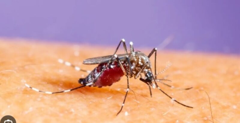 Paraguay | Preocupante aumentos de casos de dengue en Itapúa dengue 1 - 2