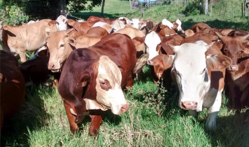 Aseguran que "la producción ganadera en Misiones es compleja por los costos y distancia de los mercados” 2 “Las heladas han matado todos los pastos. Pero la verdad que los productores, con el tema de las sequías que hemos tenido años anteriores, han hecho mucha reserva de pasto o de otros tipos de alimentos. Y con eso vamos a pasar bastante bien el invierno”.