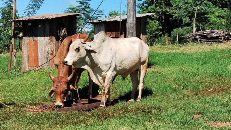 Misiones | Impulsan la implementación de la homeopatía animal 2 homeopatia animal - 1