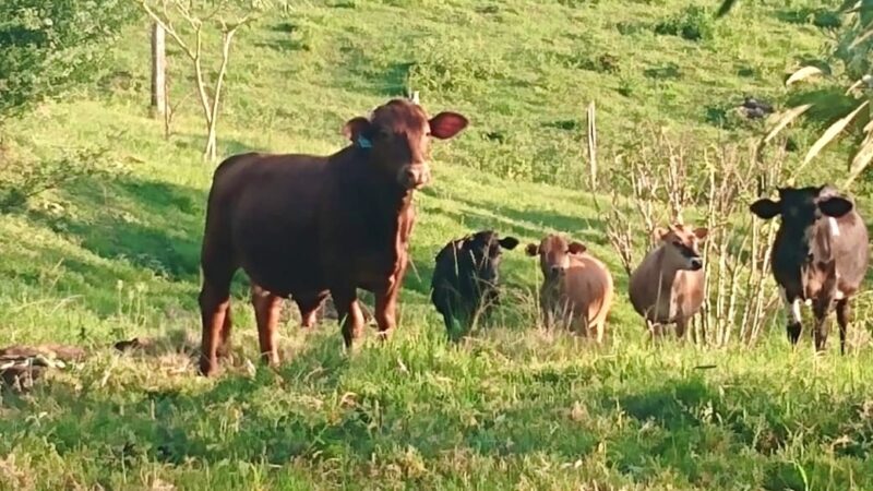 Misiones | Impulsan la implementación de la homeopatía animal homeopatía animal