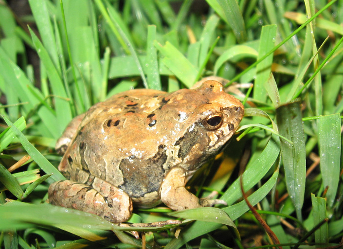 La “rana llorona”, la nueva especie descubierta por investigadores de la Facultad de Ciencias Exactas de la Unam large - 5