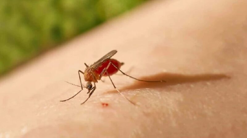 Paraguay | El ministerio de Salud en alerta por la aparición de casos de fiebre de oropouche mosquito 1 - 1