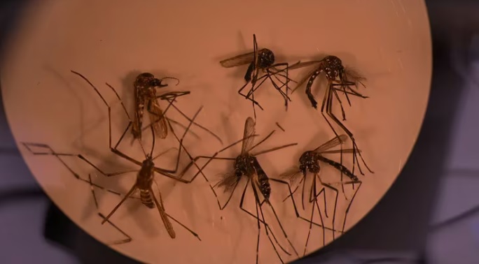 Dengue en Brasil | Más de 2 mil personas fallecidas y crece el número de casos entre la población 3 mosquitos - 2