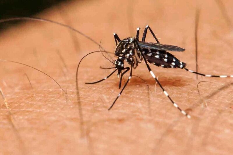 Brasil | Dengue y cuadros gripales saturan sistema sanitario de Foz de Iguazú 5 msoquito - 4