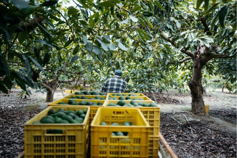 Corrientes | Colonia Liebig busca diversificar su producción con ananá y capacitaciones 6 palta - 5