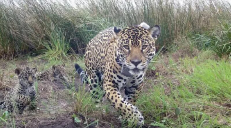 Corrientes | Por primera vez nacieron tres yaguaretés en una camada en el Parque Nacional Iberá yaguaretes - 4