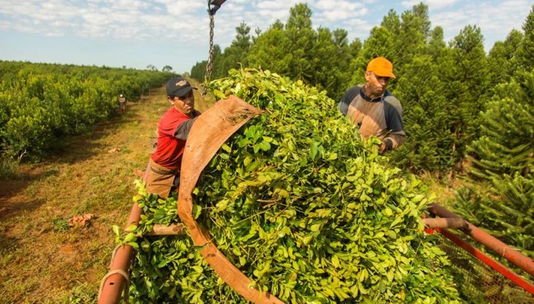 Productores yerbateros no se ponen de acuerdo contra qué protestar y no se suman a las manifestaciones La próxima reunión en San Vicente definirá si se suspende la zafriña y las medidas de reclamo.