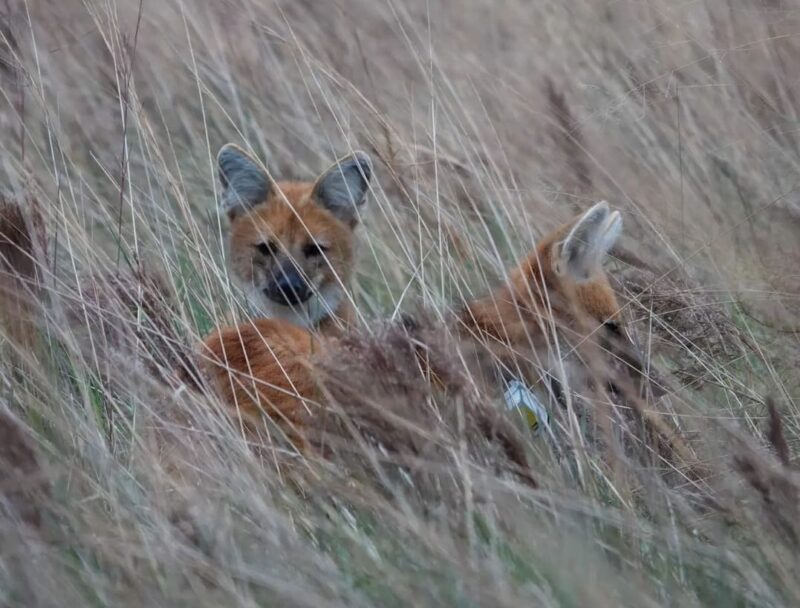 Ecología | Nacieron en el Parque Nacional Iberá cinco cachorros de aguará guazú aguara guazu - 7
