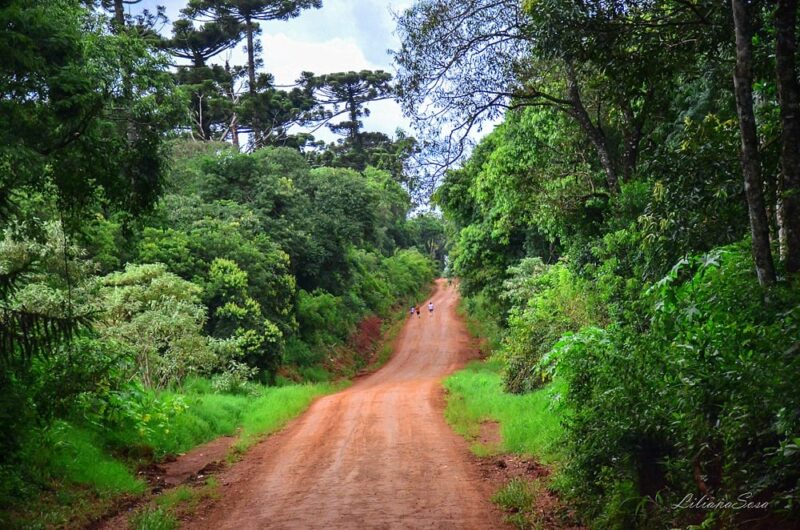 Misiones | Recolectaron más de 1300 kilos de basura en el Parque Provincial Araucaria 8 araucariass - 7