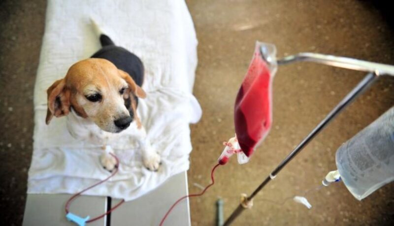 Corrientes creará el primer banco de sangre público de caninos banco canino - 6