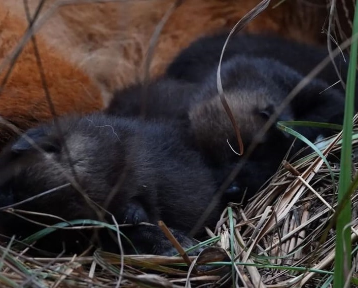 Ecología | Nacieron en el Parque Nacional Iberá cinco cachorros de aguará guazú 5 crias 1 - 4
