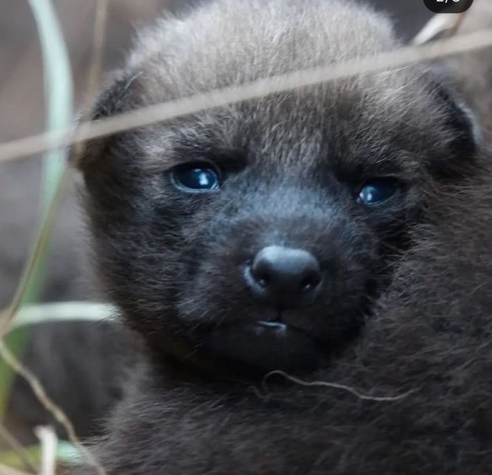 Ecología | Nacieron en el Parque Nacional Iberá cinco cachorros de aguará guazú 7 crias 2 - 6