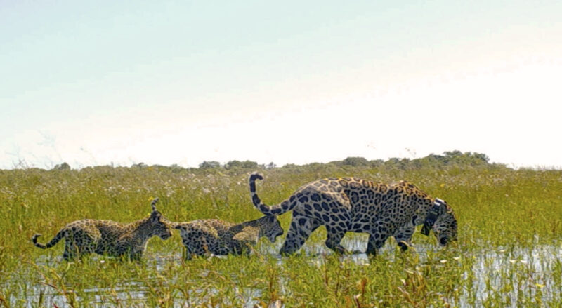 Ecología | En Corrientes se encuentra la tercera población libres de yaguareté 5 crias - 4