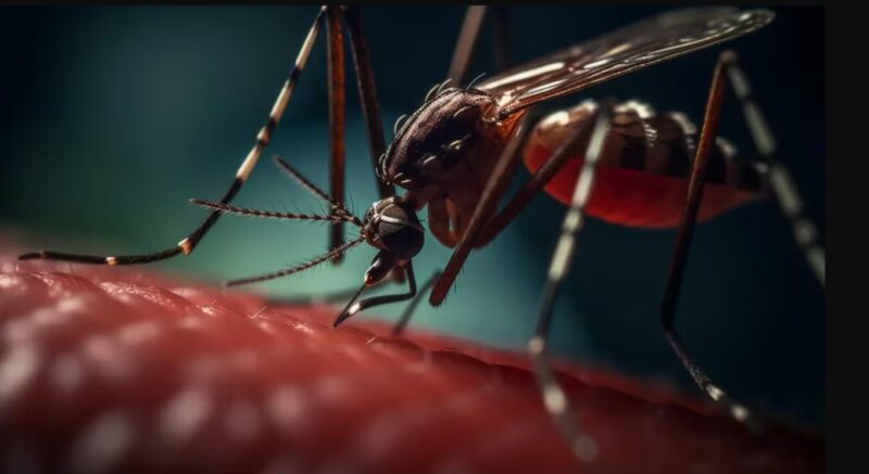 Dengue en América Latina en 2024 | Casos récord, proyecciones y necesidad de enfoque multidisciplinario Batalla biológica contra el dengue