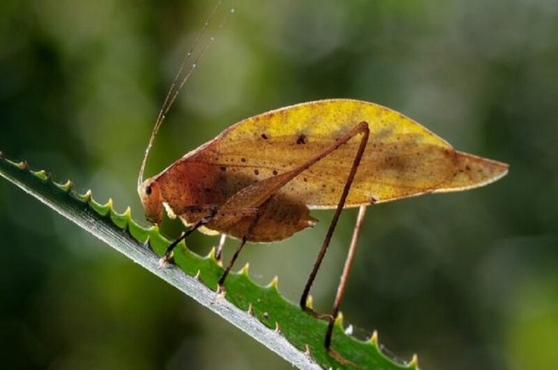Medio Ambiente | Misiones tiene 25.000 especies de artrópodos y buscan registrar otras más especies - 8