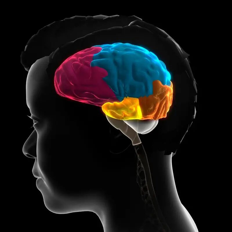 ¿Qué pasa con el cerebro en el instante de morir? Una neurocientífica investiga al cerebro moribundo 11 image 1 41 - 10
