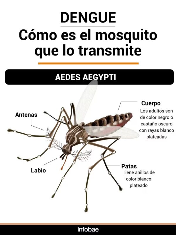 Dengue en América Latina en 2024 | Casos récord, proyecciones y necesidad de enfoque multidisciplinario 3 image 3 21 - 2