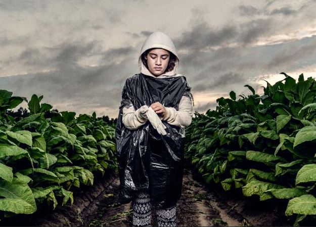 Misiones | Empresas trabajan para evitar el trabajo infantil en la temporada de tarefa 7 ninoo - 6