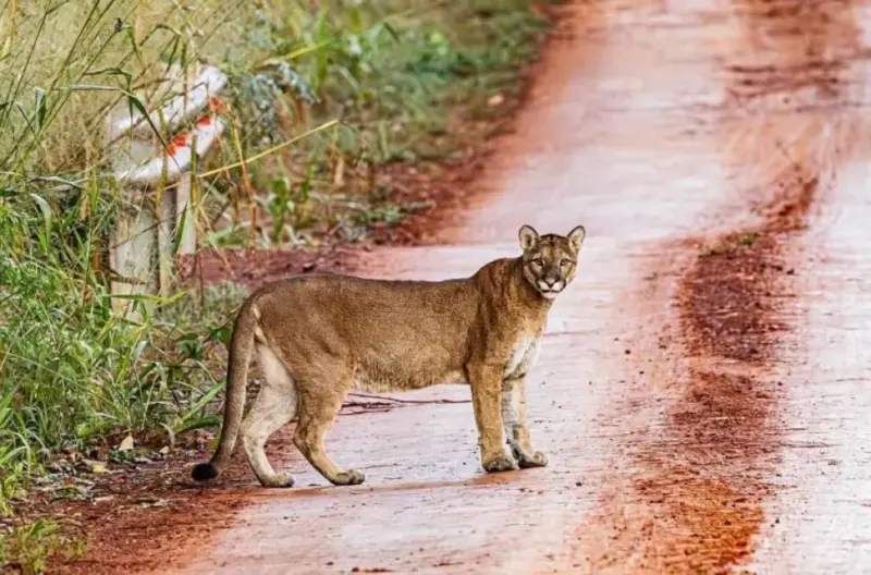 Puerto Iguazú | Fotografiaron a un puma en la ruta provincial 101 2 puerto iguazu - 1