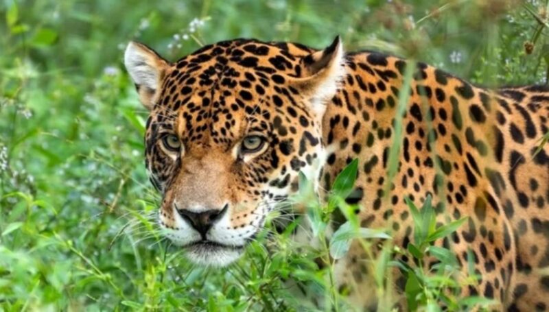 Ecología | En Corrientes se encuentra la tercera población libres de yaguareté yaguarete 1 - 8
